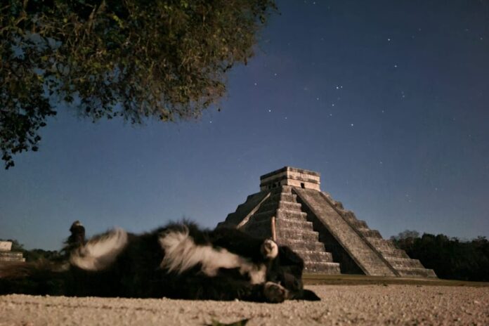 Perrito aúlla desde la cima de la Pirámide de Kukulkán en Chichén Itzá: ¿Señal espiritual o fenómeno viral?