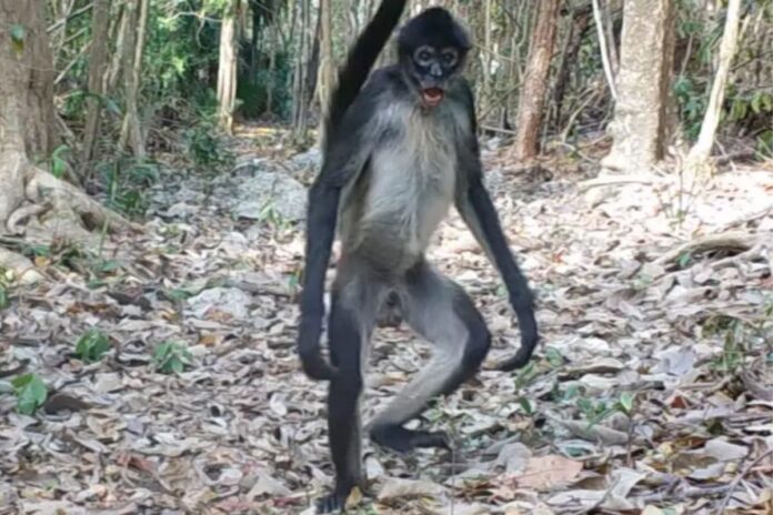 Monos Araña caminan en dos patas en Puerto Morelos: Video de CONANP despierta interés