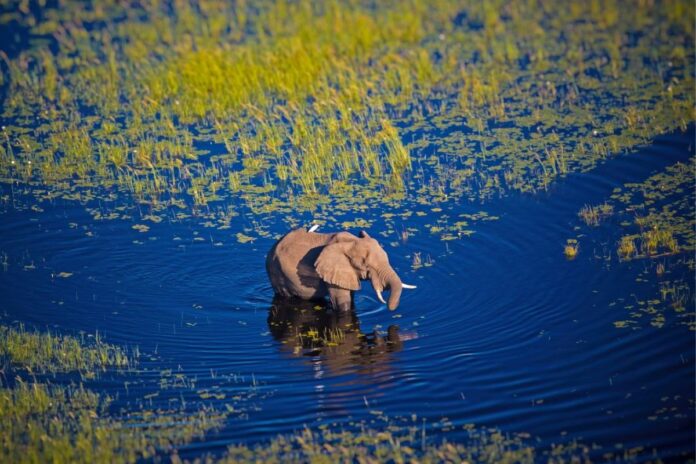 Pánico en el Delta de Okavango: Elefante ataca canoas de safari y sumerge a turista bajo el agua