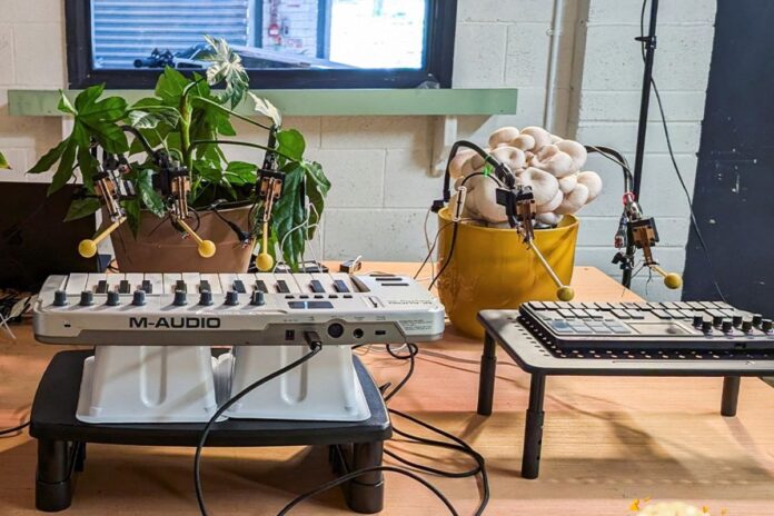 Bionic and the Wires: La banda de Manchester donde un hongo Es el baterista