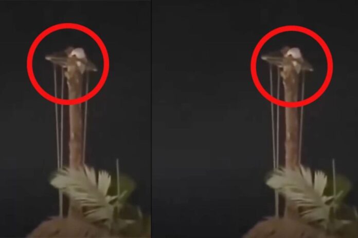 Turista ebria escala mástil de voladores en Cuetzalan y amenaza con suicidarse