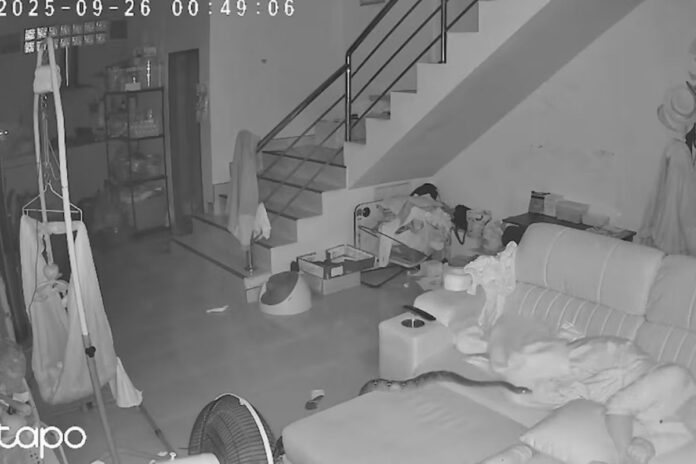 Pitón gigante irrumpe en hogar: El momento de terror captado en video viral