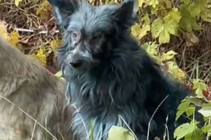 Avistamiento de perros azules en Chernobyl
