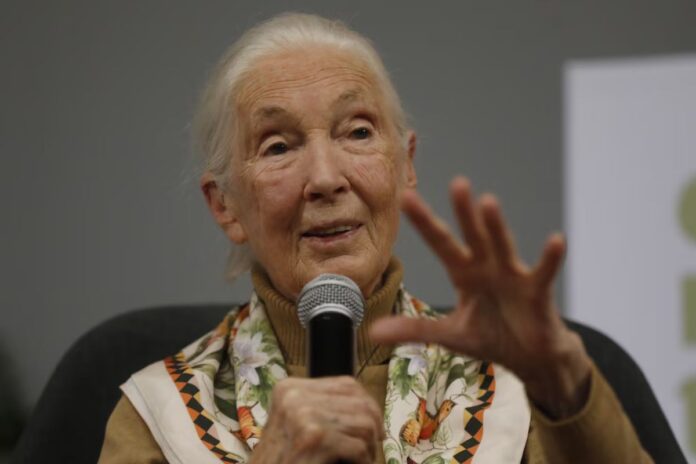 Jane Goodall: La voz eterna de los chimpancés y la conservación fallece a los 91 años