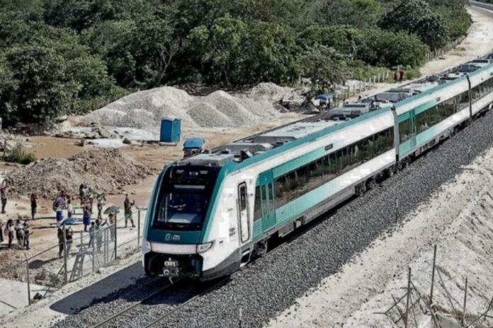 Chetumal inicia reforestación en zonas afectadas por el Tren Maya: ¿Cómo participar?