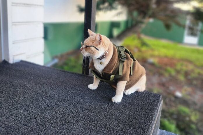 De la soledad a la Comisaría: La historia de Naruto, el gato que se unió a los Carabineros de Chile