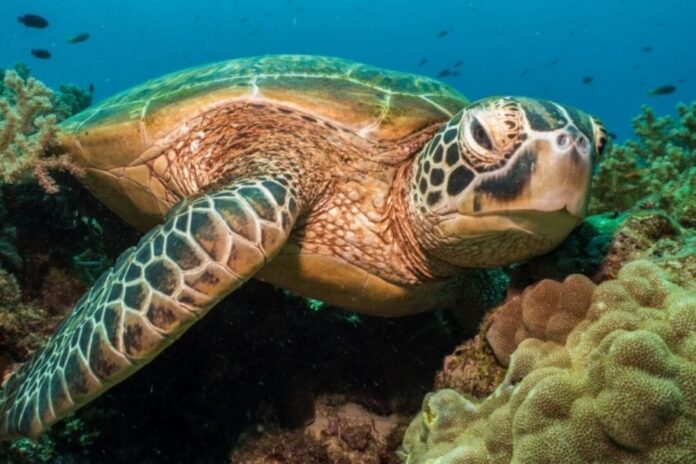 Turista usa tortura protegida para fotografía y desata indignación en Hawái