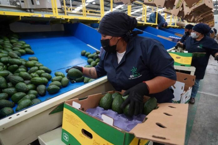 Empleo femenino tiene su mejor desempeño de los últimos cinco años