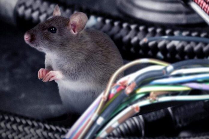 Conductora sobrevive momento de terror por rata que emerge del capó de su auto en Nueva York