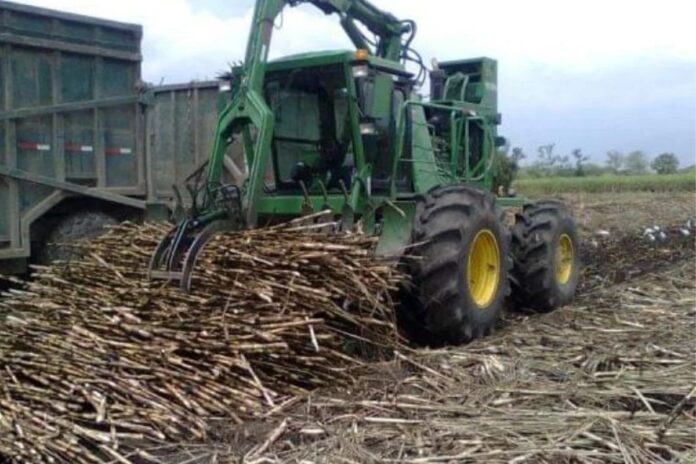 Se perderán más de mil millones de pesos en 2025 por crisis cañera en Quintana Roo