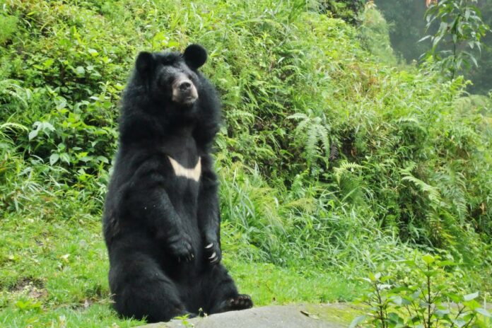 Oso negro se abalanza sobre cuidador mientras personal intenta separarlos con todas sus fuerzas