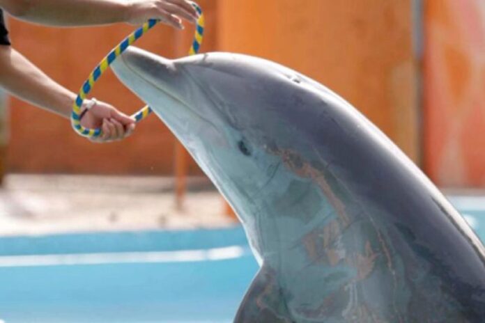 Denuncian abandono de delfines en Ventura Park de Cancún