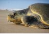 Llegan las primeras tortugas a Playa del Carmen e inicia la temporada de anidación 2026 Llegada de tortugas a Playa del Carmen.