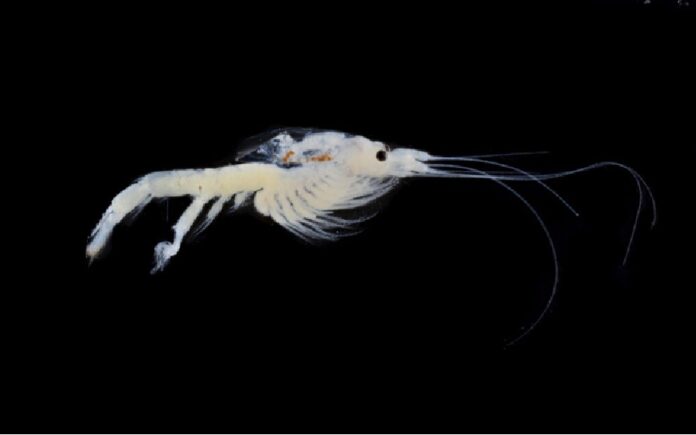 Nuevo crustáceo Mayamysis bacalarensis descubierto en la Laguna de Bacalar, Quintana Roo.