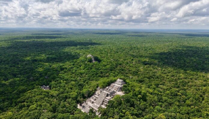 Selva Maya en Calakmul, Campeche, parte del Corredor Biocultural Gran Selva Maya que México impulsa junto con Guatemala y Belice en 2026