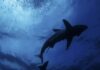 Quintana Roo busca proteger al tiburón toro con registro único ante el IMPI Tiburón toro nadando en aguas del Caribe Mexicano frente a Quintana Roo durante temporada de avistamiento.