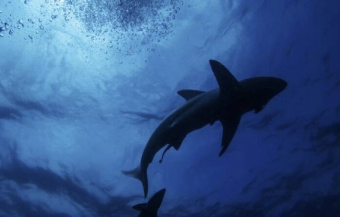 Tiburón toro nadando en aguas del Caribe Mexicano frente a Quintana Roo durante temporada de avistamiento.