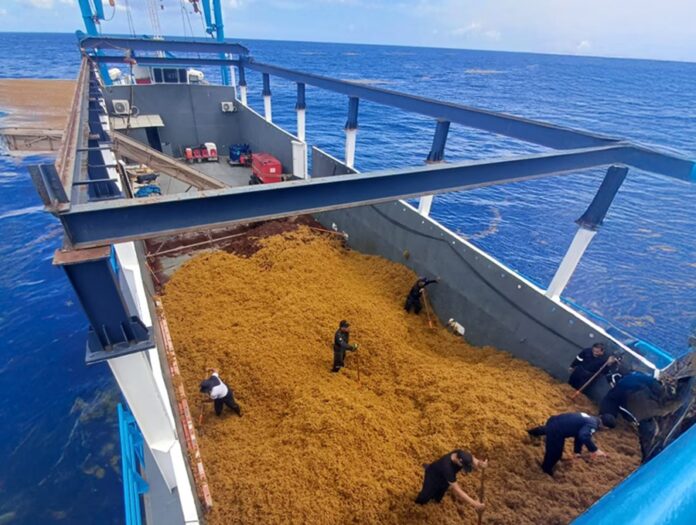 Personal naval recolectando sargazo a bordo de un buque de la Secretaría de Marina en altamar, como parte de las labores que han permitido retirar 8 mil 700 toneladas en Cancún durante 2026.