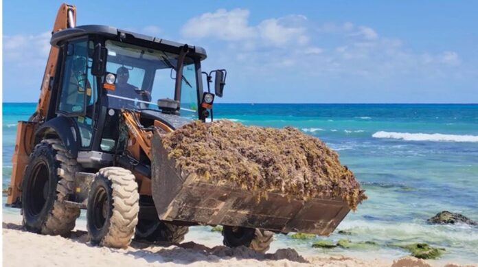 Maquinaria recolectando sargazo en una playa de Playa del Carmen, como parte de las labores intensivas de limpieza realizadas por el municipio.