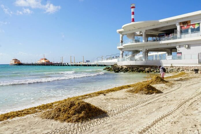 sargazo Quintana Roo 2026
