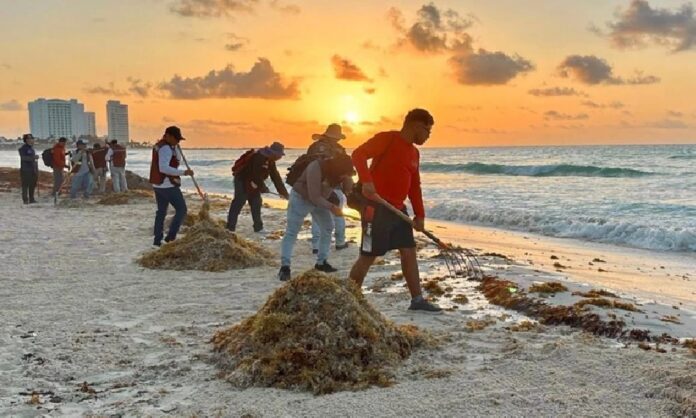 Retiran sargazo en playa pública de Cancún como parte del operativo permanente para mantener limpios los arenales.