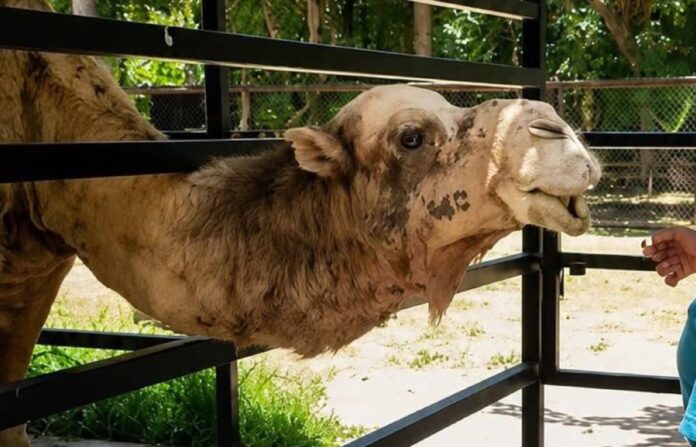 El dromedario “El Güero” permanece dentro de su recinto en el Zoológico Payo Obispo de Chetumal mientras una persona lo alimenta.