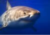 Tiburones siembran terror en Brasil tras mutilar a un niño y una estudiante Tiburón