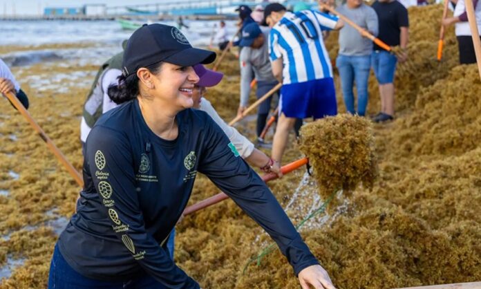 Estefanía Mercado participa en una jornada de limpieza de sargazo en una playa de Playa del Carmen, mientras trabajadores y voluntarios retiran grandes cantidades de la macroalga acumulada en la zona costera.