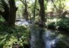 México y Reino Unido siembran una nueva ruta verde para enfrentar la crisis climática Bosque ribereño con árboles de gran tamaño y abundante vegetación rodeando un arroyo de aguas cristalinas.