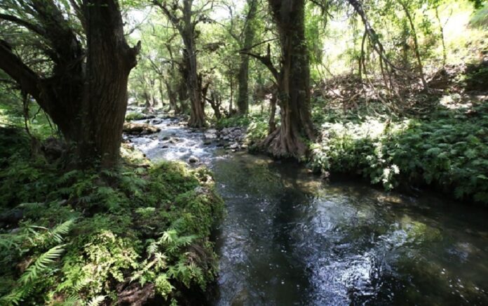 Bosque ribereño con árboles de gran tamaño y abundante vegetación rodeando un arroyo de aguas cristalinas.