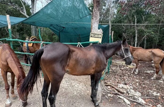 Caballos desnutridos permanecen dentro de un establo en Tulum antes de ser rescatados por autoridades ambientales tras denuncias de maltrato.