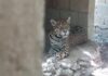 Rescatan jaguares y otras especies en predio de Playa del Carmen por presunto maltrato animal Jaguar rescatado durante operativo en predio “Balam Há” de Playa del Carmen, donde autoridades localizaron fauna silvestre en condiciones inadecuadas.