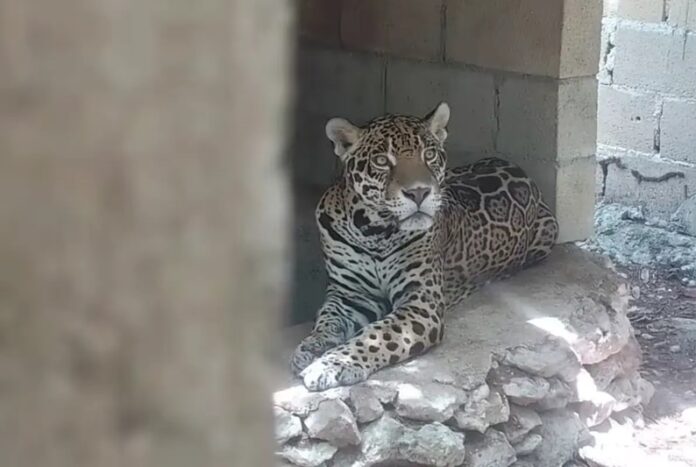 Jaguar rescatado durante operativo en predio “Balam Há” de Playa del Carmen, donde autoridades localizaron fauna silvestre en condiciones inadecuadas.