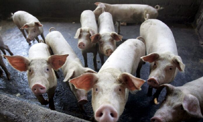 Cerdos en una granja porcícola de la Península de Yucatán, sector señalado por organizaciones ambientales por sus posibles impactos ecológicos y de bienestar animal.