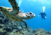 Tortugas marinas encuentran esperanza en Quintana Roo tras su día mundial Tortuga marina nadando cerca de un buceador en las aguas cristalinas del Caribe mexicano, Quintana Roo.