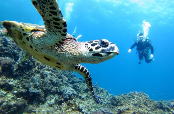Tortuga marina nadando cerca de un buceador en las aguas cristalinas del Caribe mexicano, Quintana Roo.