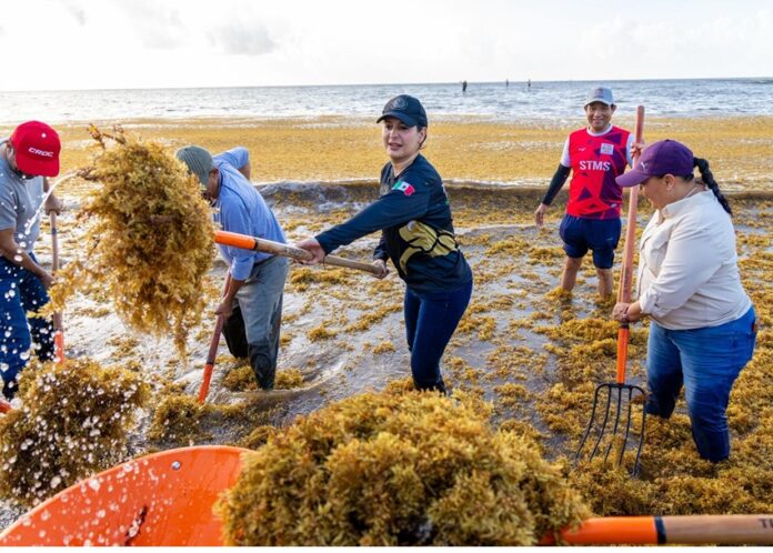 Estefanía Mercado participa en jornada de limpieza de sargazo junto a brigadistas y voluntarios en playas de Playa del Carmen durante el Reto Sargazo 2026.