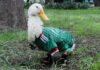 El Pato Merlín salta de las redes a la propiedad intelectual El Pato Merlín luce una chamarra de la Selección Mexicana mientras posa en un parque tras convertirse en fenómeno viral del Mundial 2026.