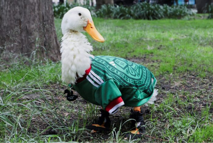 El Pato Merlín luce una chamarra de la Selección Mexicana mientras posa en un parque tras convertirse en fenómeno viral del Mundial 2026.