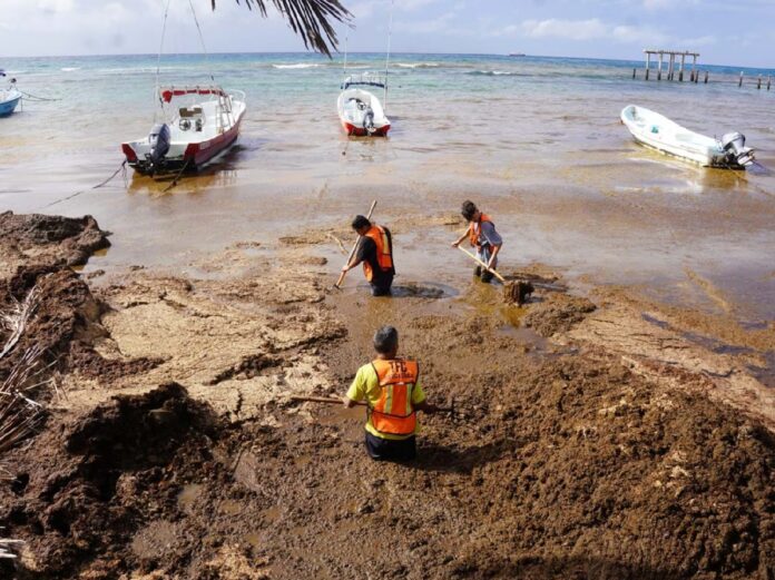 Trabajadores realizan labores de retiro de sargazo en una playa de Quintana Roo mientras embarcaciones permanecen ancladas cerca de la costa.