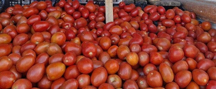 Claudia Sheinbaum encabeza reunión con productores y comercializadores tras firmar acuerdo para estabilizar el precio del jitomate en México.