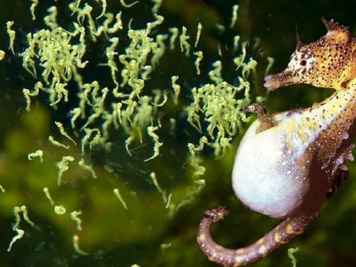 Caballito de mar macho expulsando cientos de crías durante el nacimiento tras varias semanas de gestación en el océano.