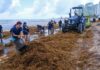 Sargazo rebasa playas de Quintana Roo en una de las peores temporadas Trabajadores y maquinaria pesada retiran enormes cantidades de sargazo acumulado sobre una playa de Playa del Carmen durante la intensa temporada 2026 en Quintana Roo.