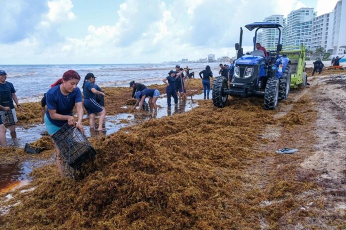 Trabajadores y maquinaria pesada retiran enormes cantidades de sargazo acumulado sobre una playa de Playa del Carmen durante la intensa temporada 2026 en Quintana Roo.