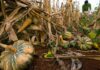 La milpa maya resiste en José María Morelos gracias a productores tradicionales Campesino recorre una milpa tradicional en José María Morelos donde se cultivan maíz, calabaza y otras especies que preservan la biodiversidad y la alimentación maya.