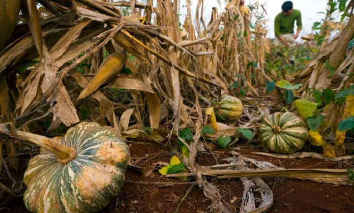 Campesino recorre una milpa tradicional en José María Morelos donde se cultivan maíz, calabaza y otras especies que preservan la biodiversidad y la alimentación maya.