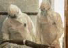 Francia activa alerta sanitaria tras detectar su primer caso de ébola Personal médico con equipos de protección biológica atiende a un paciente durante protocolos sanitarios relacionados con un caso de ébola.