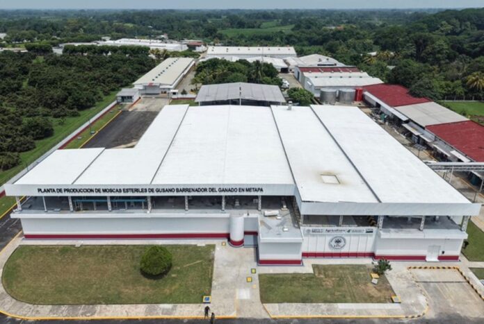 La planta de producción de moscas estériles inaugurada en Metapa de Domínguez, Chiapas, reforzará la estrategia conjunta de México y Estados Unidos para erradicar el gusano barrenador del ganado.