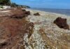 Miles de peces mueren en Puerto Morelos y expertos investigan las causas Miles de peces muertos permanecen sobre la orilla entre acumulaciones de sargazo en una playa de Puerto Morelos.