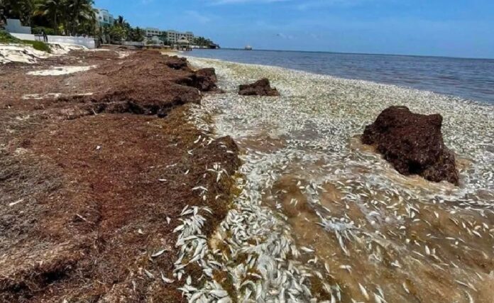 Miles de peces muertos permanecen sobre la orilla entre acumulaciones de sargazo en una playa de Puerto Morelos.
